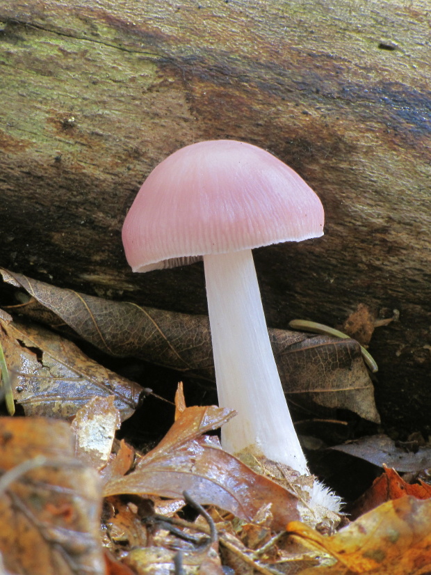 prilbička ružovkastá Mycena rosea Gramberg