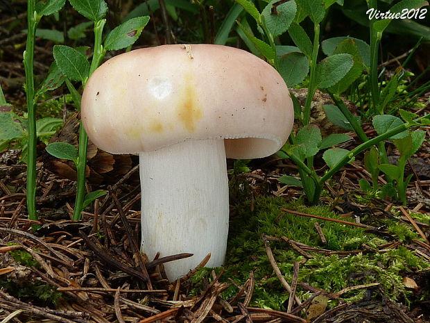 plávka Russula sp.