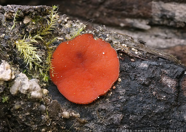 štítovnička čiernochlpatá Scutellinia nigrohirtula (Svrček) Le Gal