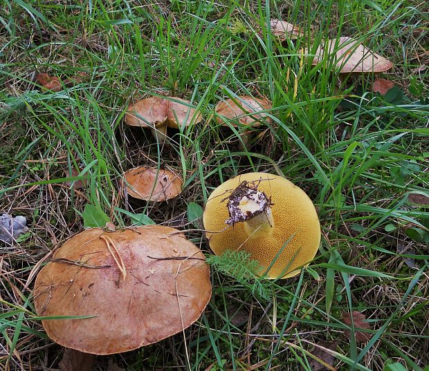 masliak kopcový  Suillus collinitus (Fr.) Kuntze