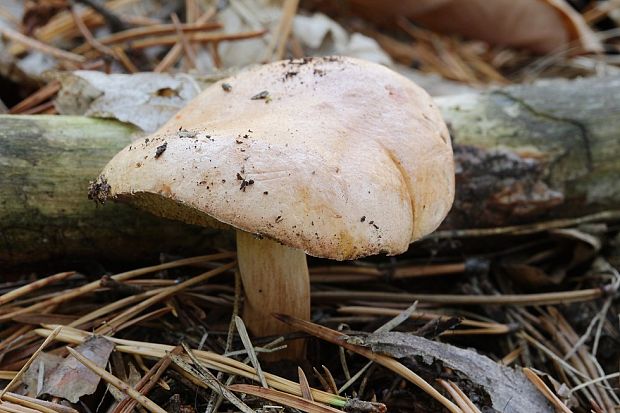 masliak Suillus sp.