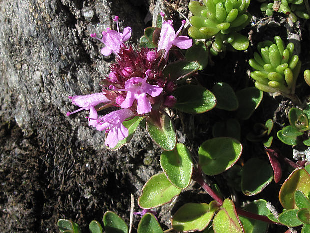 dúška ozdobná karpatská Thymus pulcherrimus subsp. sudeticus (Lyka) P. A. Schmidt