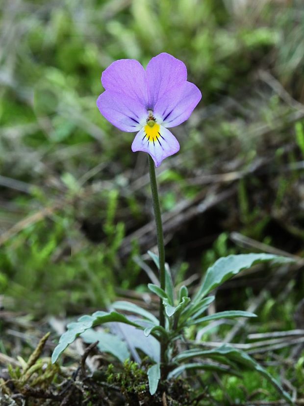 fialka trojfarebná Viola tricolor L. emend. F. W. Schmidt