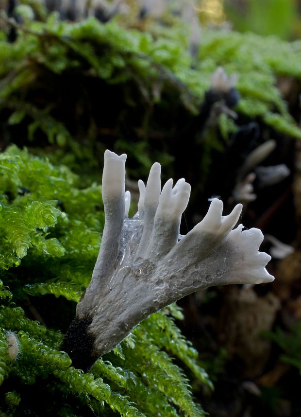 drevnatec parohatý Xylaria hypoxylon (L.) Grev.