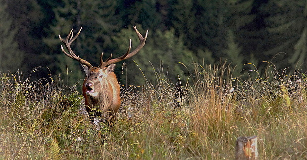 jelenia ruja 2012