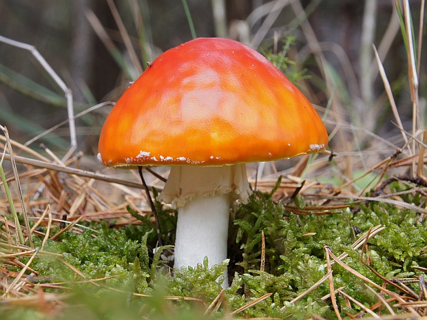 muchotrávka červená holá Amanita muscaria var. aureola (Kalchbr.) Quél.