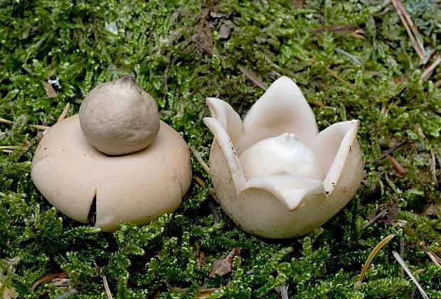 hviezdovka strapkatá Geastrum fimbriatum Fr.