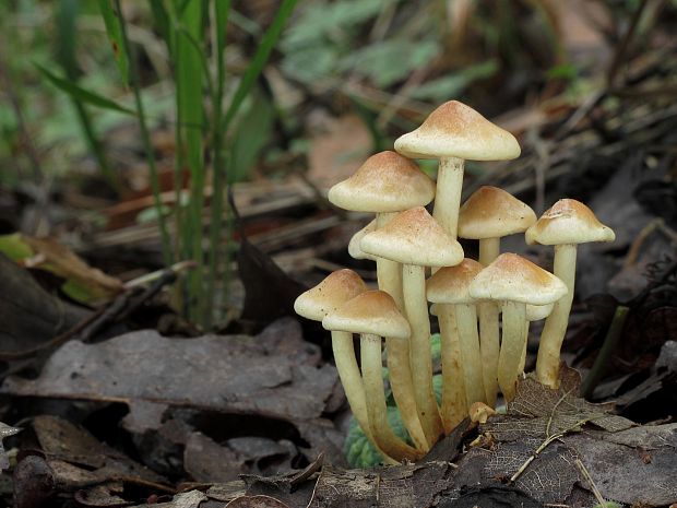 strapcovka zväzkovitá Hypholoma fasciculare (Huds.) P. Kumm.