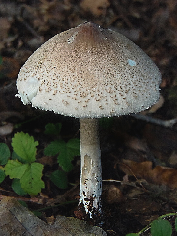 bedľa štíhla Macrolepiota mastoidea (Fr.) Singer