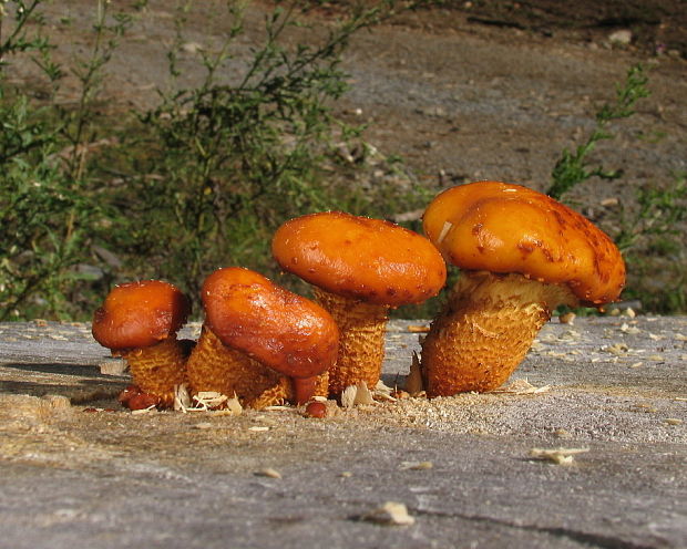 šupinovka Pholiota sp.