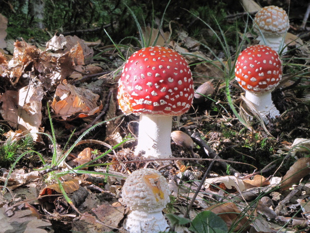 muchotrávka červená Amanita muscaria (L.) Lam.