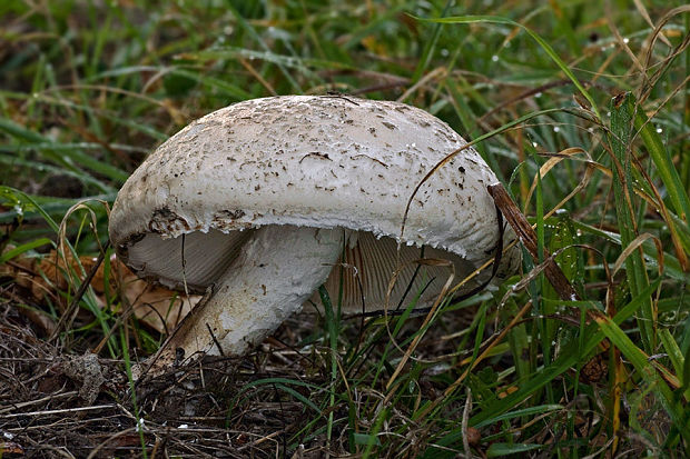 muchotrávka šiškovitá Amanita strobiliformis Gonn. & Rabenh.