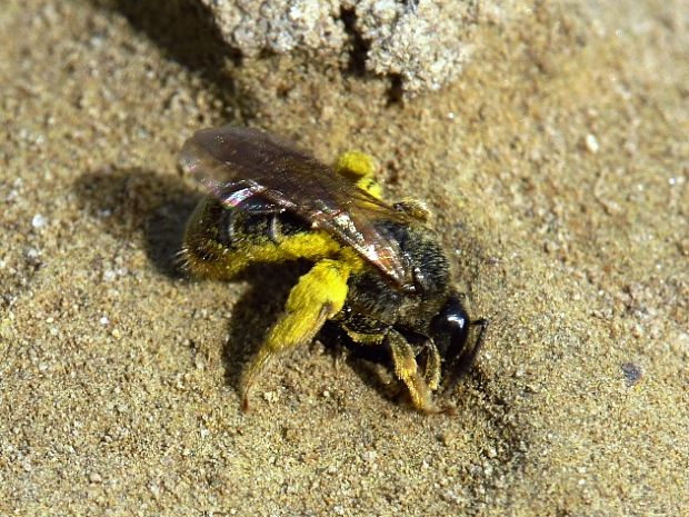 pieskárka Andrena sp.