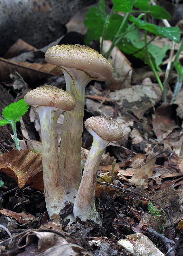 podpňovka žltá Armillaria gallica Marxm. & Romagn.