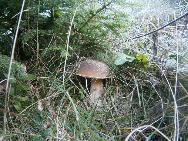 hríb smrekový Boletus edulis Bull.