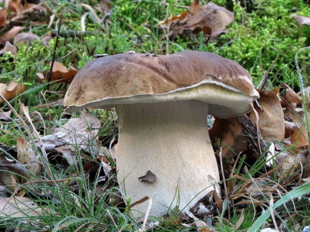 hríb smrekový Boletus edulis Bull.