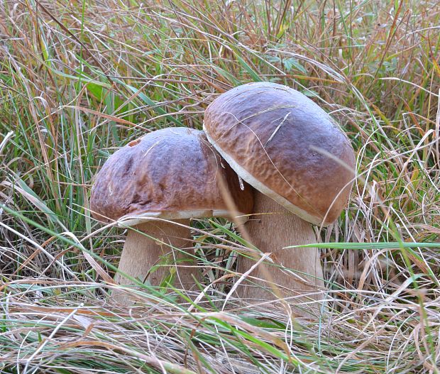 hríb smrekový Boletus edulis Bull.