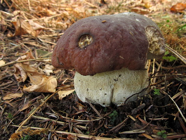 hríb smrekový Boletus edulis Bull.