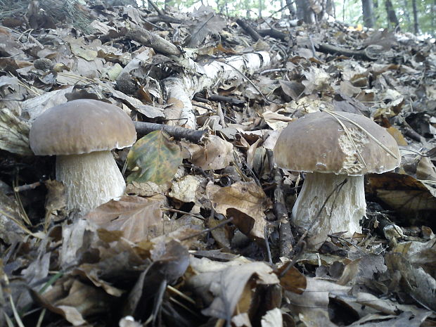 hríb dubový Boletus reticulatus Schaeff.