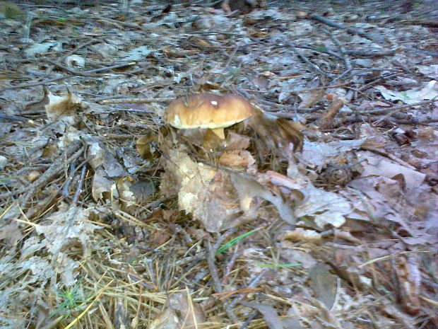 hríb dubovýk Boletus reticulatus Schaeff.