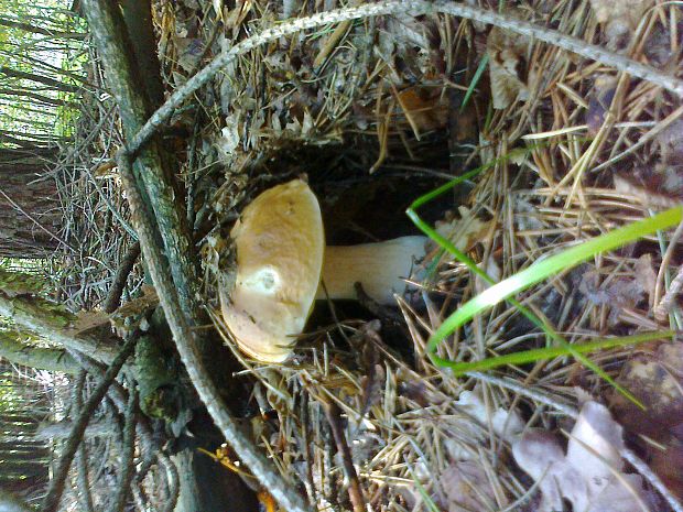 hríb dubový Boletus reticulatus Schaeff.