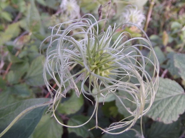 plamienok celistvolistý Clematis integrifolia L.