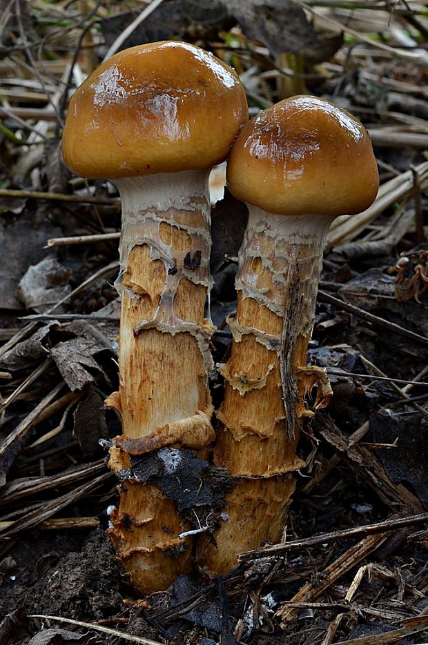 pavučinovec mazľavý Cortinarius trivialis J.E. Lange