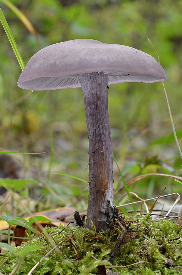 hodvábnica Entoloma sp.