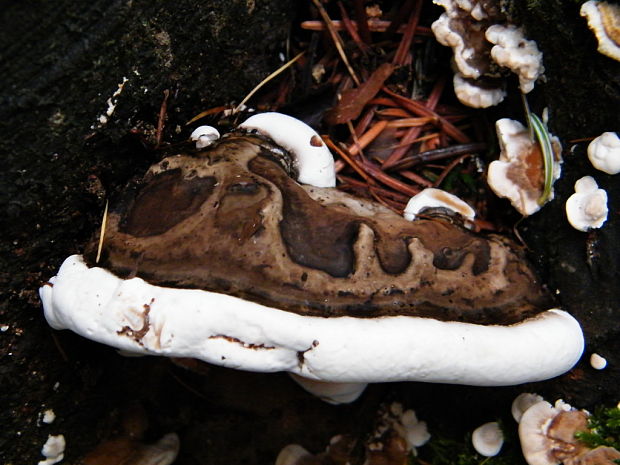 lesklokôrovka tmavá Ganoderma adspersum (Schulzer) Donk