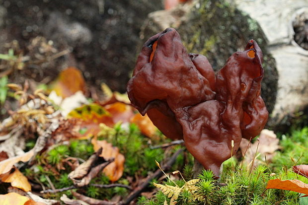 ušiak mitrovitý Gyromitra infula (Schaeff.) Quél.