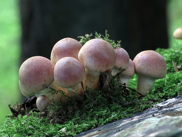 strapcovka Hypholoma sp.