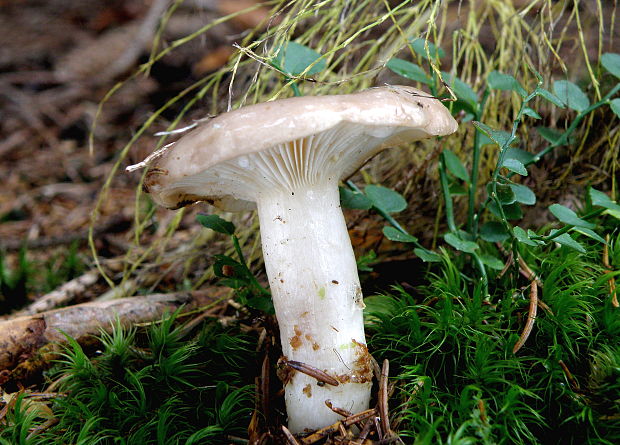 rýdzik mazľavý Lactarius albocarneus Britzelm.