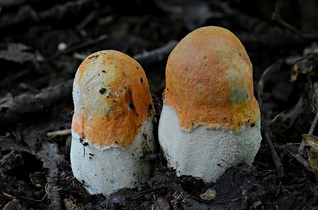 kozák osikový Leccinum albostipitatum den Bakker & Noordel.