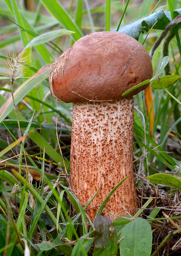 kozák dubový Leccinum aurantiacum (Bull.) Gray