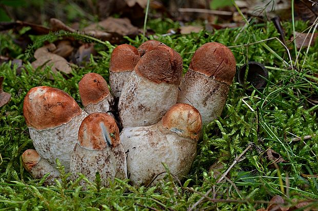 kozák dubový Leccinum aurantiacum (Bull.) Gray