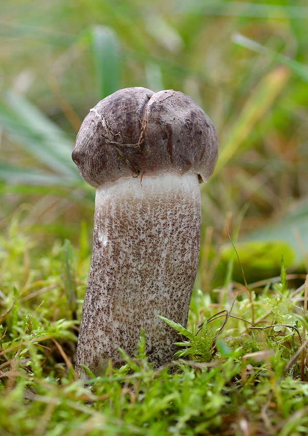 kozák topoľový Leccinum duriusculum (Schulzer ex Kalchbr.) Singer