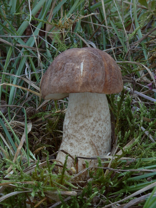 kozák brezový Leccinum scabrum (Bull.) Gray