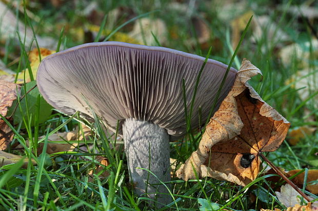 pôvabnica fialová Lepista nuda (Bull.) Cooke