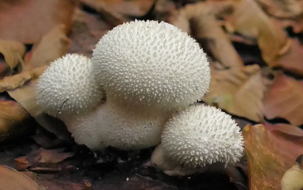 prášnica Lycoperdon sp.