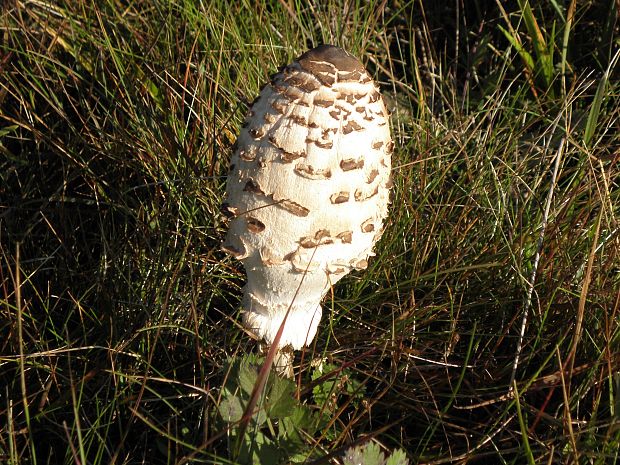 bedľa vysoká  Macrolepiota procera var. pseudo-olivascens  Bellù & Lanzoni