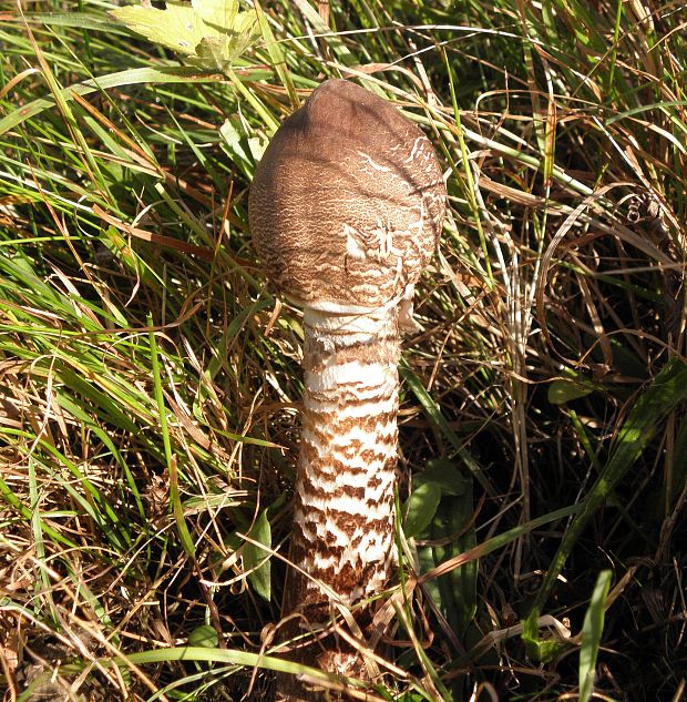 bedľa vysoká Macrolepiota procera (Scop.) Singer