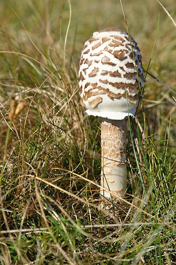 bedľa Macrolepiota sp.