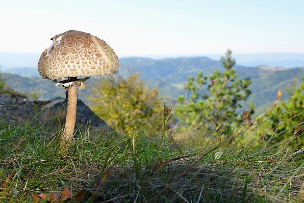 bedľa Macrolepiota sp.