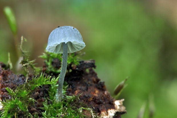 prilbička Mycena cf. pseudocorticola