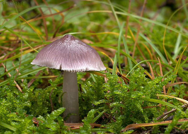 prilbička reďkovková Mycena pura (Pers.) P. Kumm.