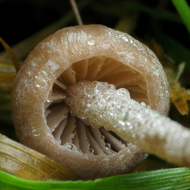 zvoncovec Panaeolus cf. fimicola (Pers.) Gillet