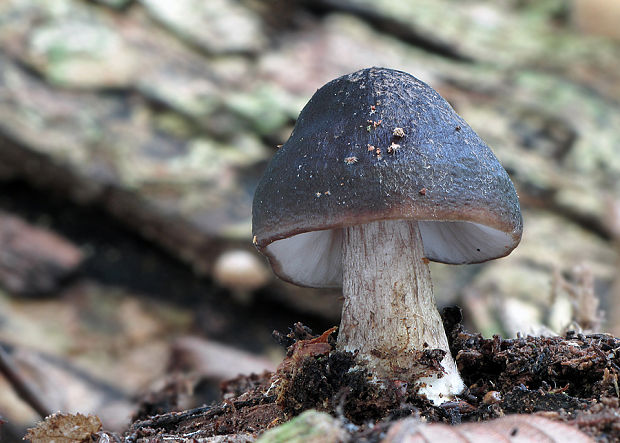 štítovka jelenia Pluteus cervinus (Schaeff.) P. Kumm.