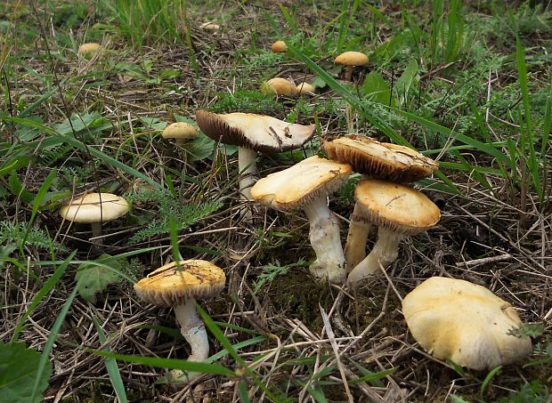 golierovka ovenčená  Stropharia coronilla (Bull.) Quél.