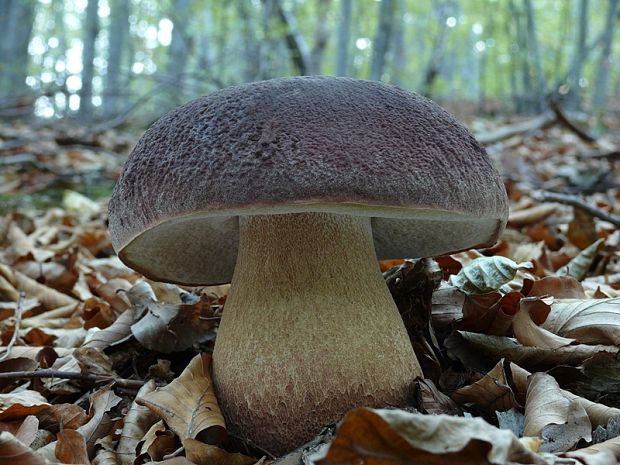 hríb sosnový Boletus pinophilus Pil. et Dermek in Pil.