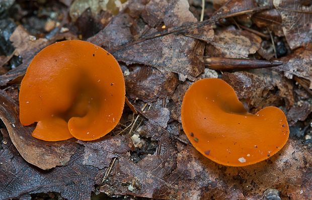 tanierovka oranžová Aleuria aurantia (Pers.) Fuckel